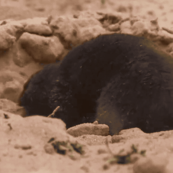 TerraVibe - Der erste solarbetriebene Vibrations-Repeller