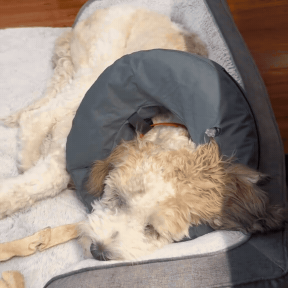 CuddleCare Recovery - Mehr als nur ein Schutzkragen