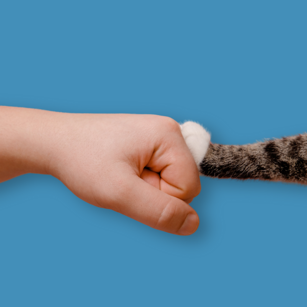 MouseChase Carousel - 4-in-1 Interaktives Katzenspielzeug