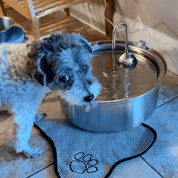 AquaTrust Pet – Dein Trinkbrunnen mit Hygienegarantie